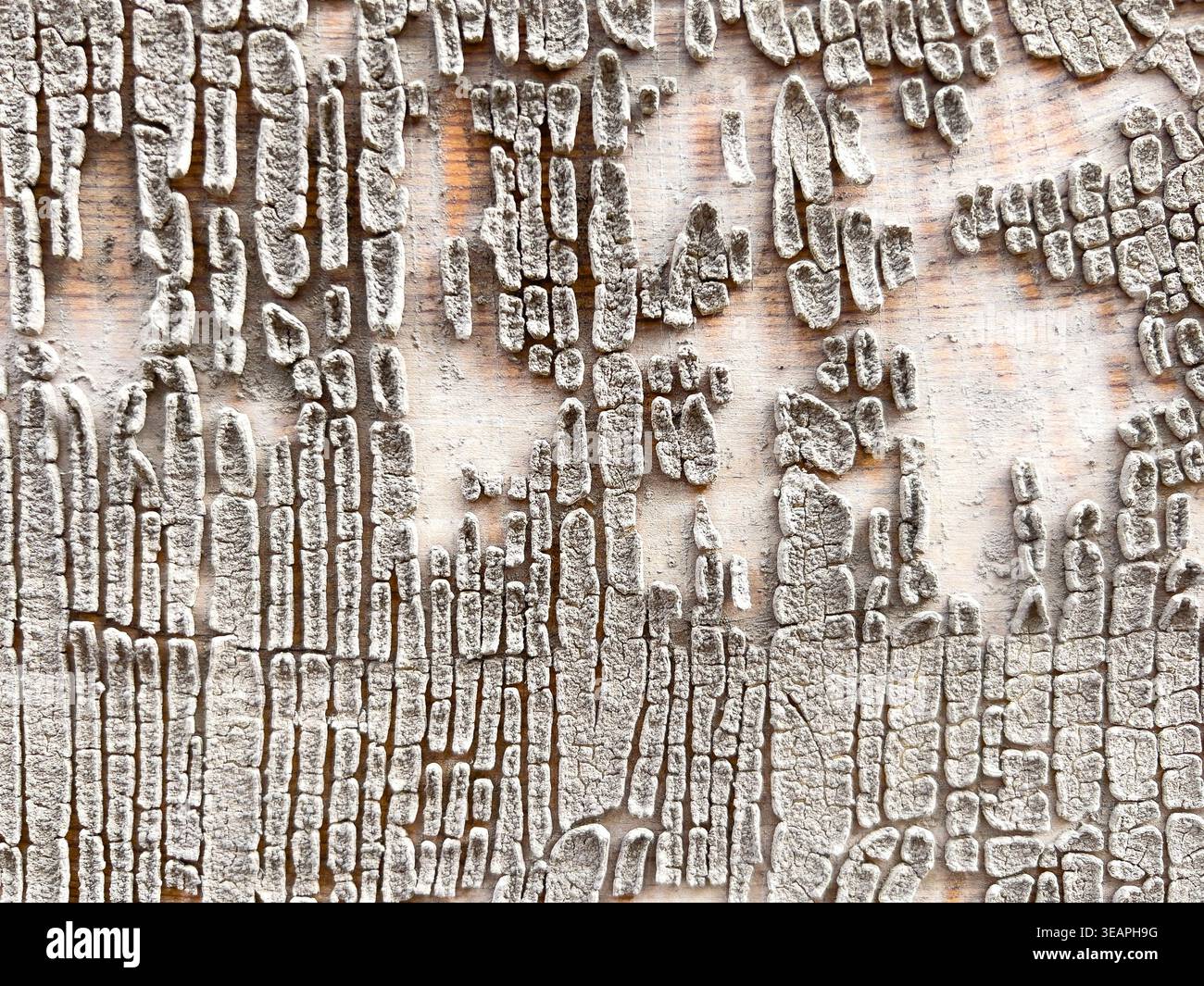 La superficie modellata dal tempo appare in vernice bianca incrinata su vecchie tavole di legno, formando motivi irregolari e struttura stratificata creata da un'erbaccia a lungo termine Foto Stock