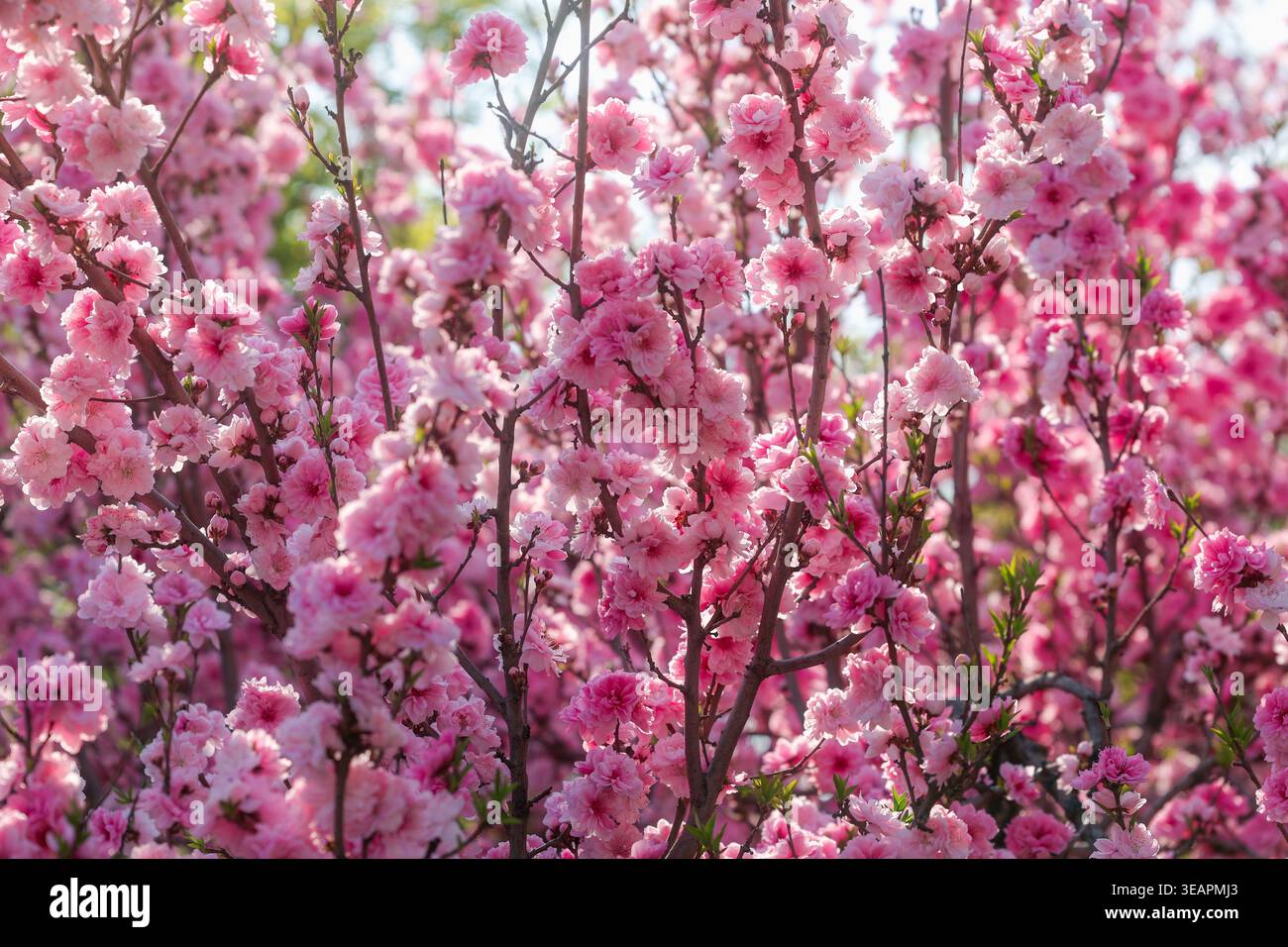 I fitti fiori di ciliegio rosa fioriscono sui rami degli alberi alla luce del sole primaverile. Foto Stock