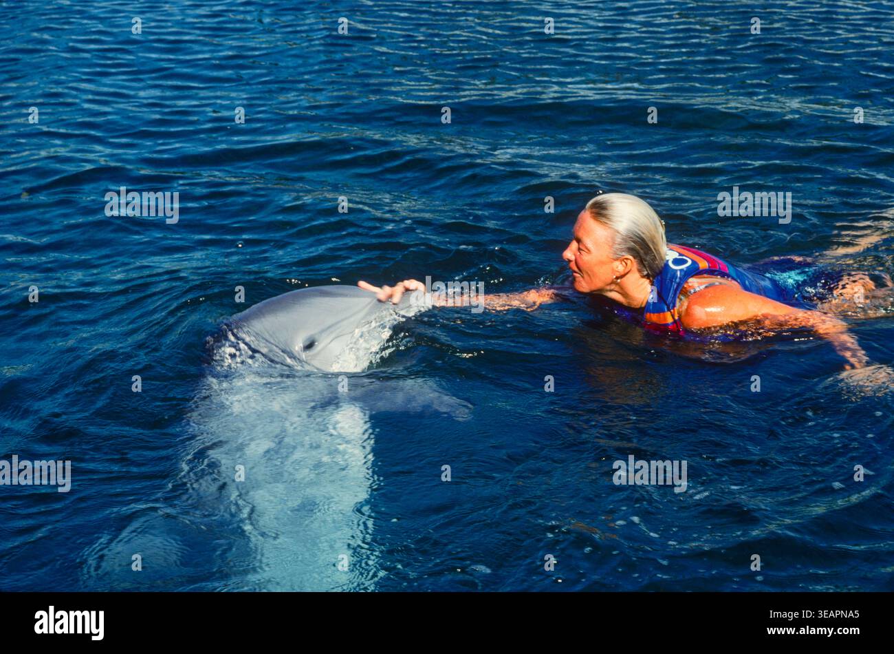 Gli ospiti dell'hotel in acqua con i delfini in un hotel esclusivo sull'isola di Maui, Hawaii, Stati Uniti Foto Stock