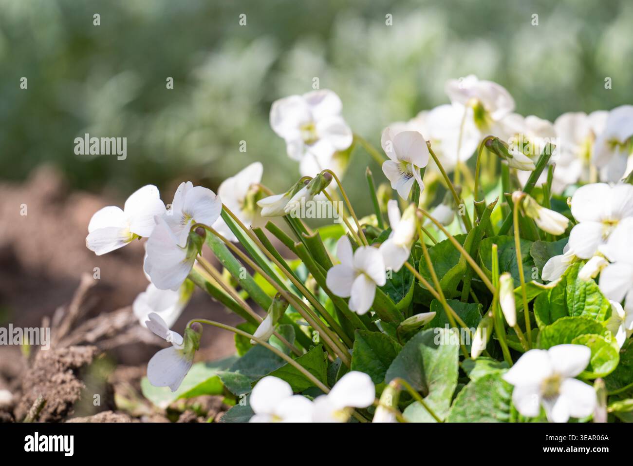 Odore di viola bianco. Viola fiorente con petali bianchi Foto Stock