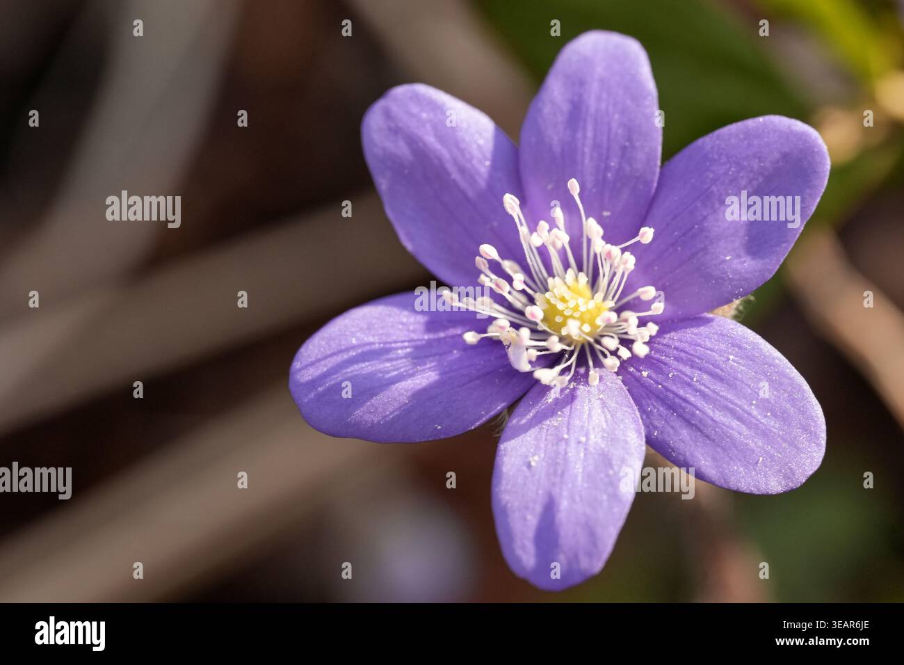 Fiore a molla viola singolo con centro dettagliato, macro-fotografia e sfondo morbido. Foto Stock