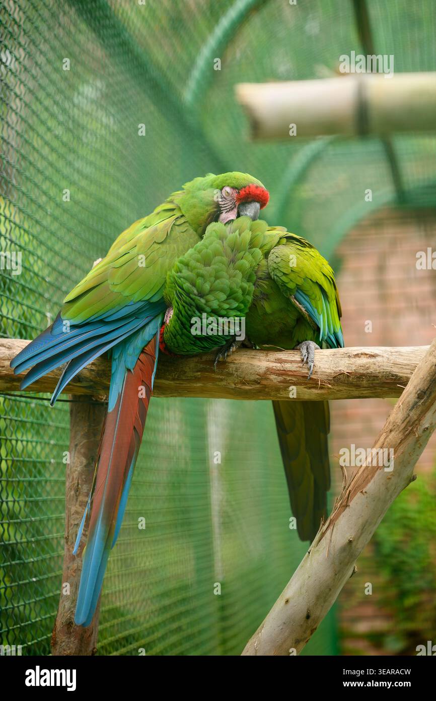 Un paio di grandi Macaws verdi che si preparano a vicenda sul ramo. Great Green Macaw pappagalli innamorati, uccelli esotici nello zoo, riserva naturale. Concetto di cura degli animali, biodiversità, natura tropicale. Ara ambiguus Foto Stock