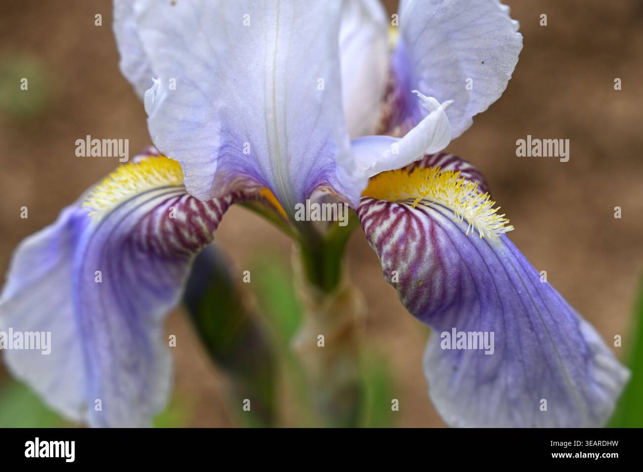 Delicati fiori primaverili viola pallido o malva di Germanica Iris "Florentina" barbuta nel giardino inglese di aprile Foto Stock