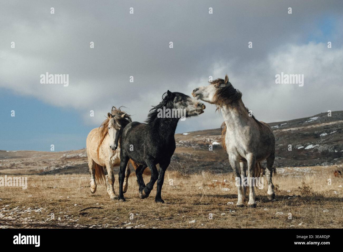 Due cavalli selvaggi che interagiscono giocosamente in una mandria, mostrando un comportamento di dominanza naturale. Foto Stock