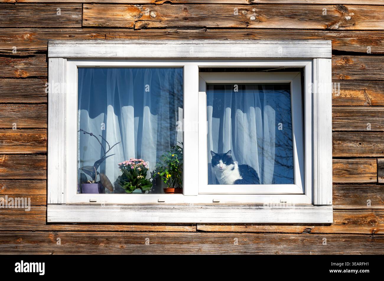 Gatto Tuxedo che guarda fuori dalla finestra di una vecchia casa di legno con fiori in fiore, in attesa della primavera Foto Stock