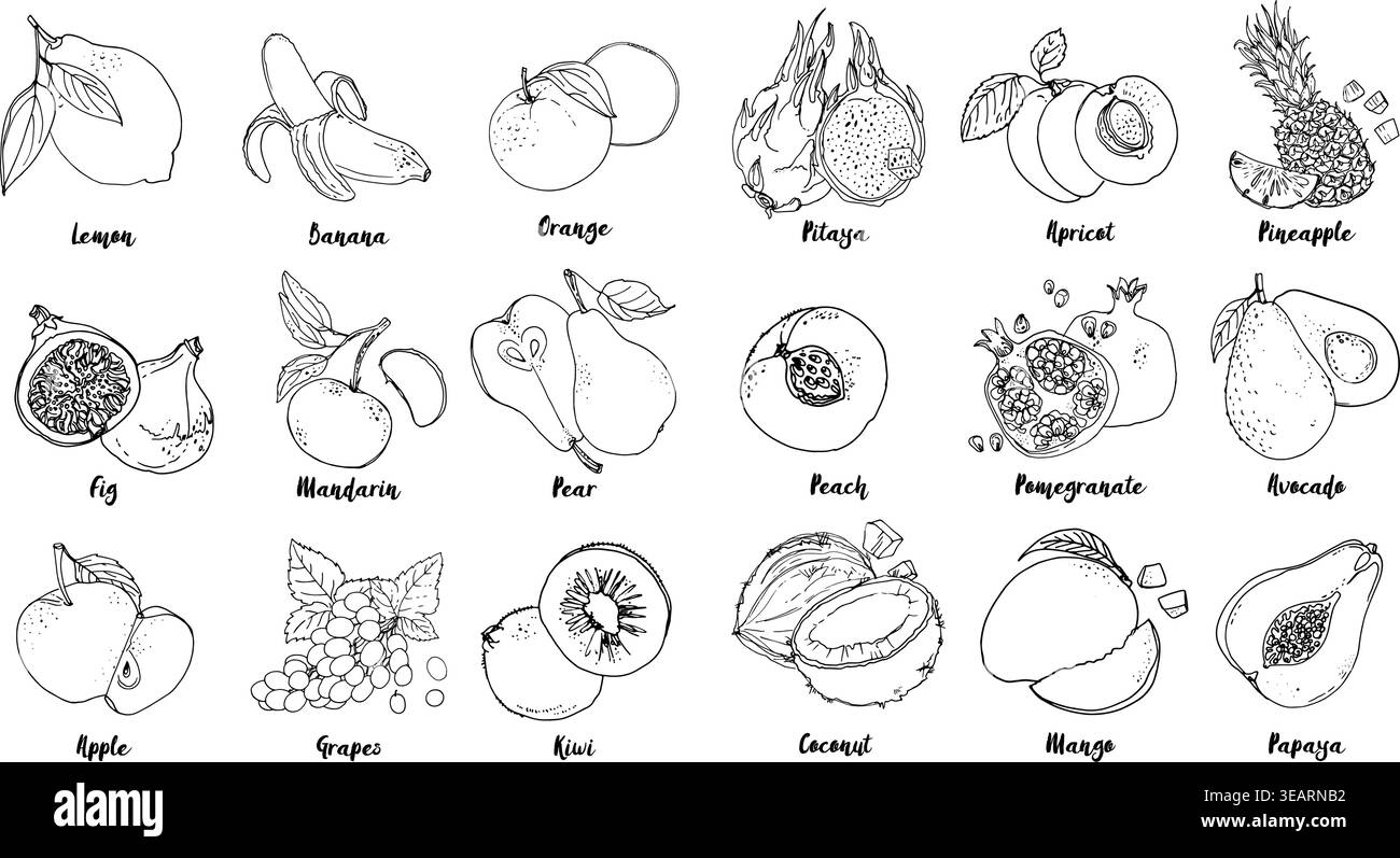 Un gruppo di frutti disegnava una linea su uno sfondo bianco. Schizzo vettoriale. Linea di schizzo. Pitaya, albicocca, ananas, pesca, melograno, avocado, cocco Illustrazione Vettoriale