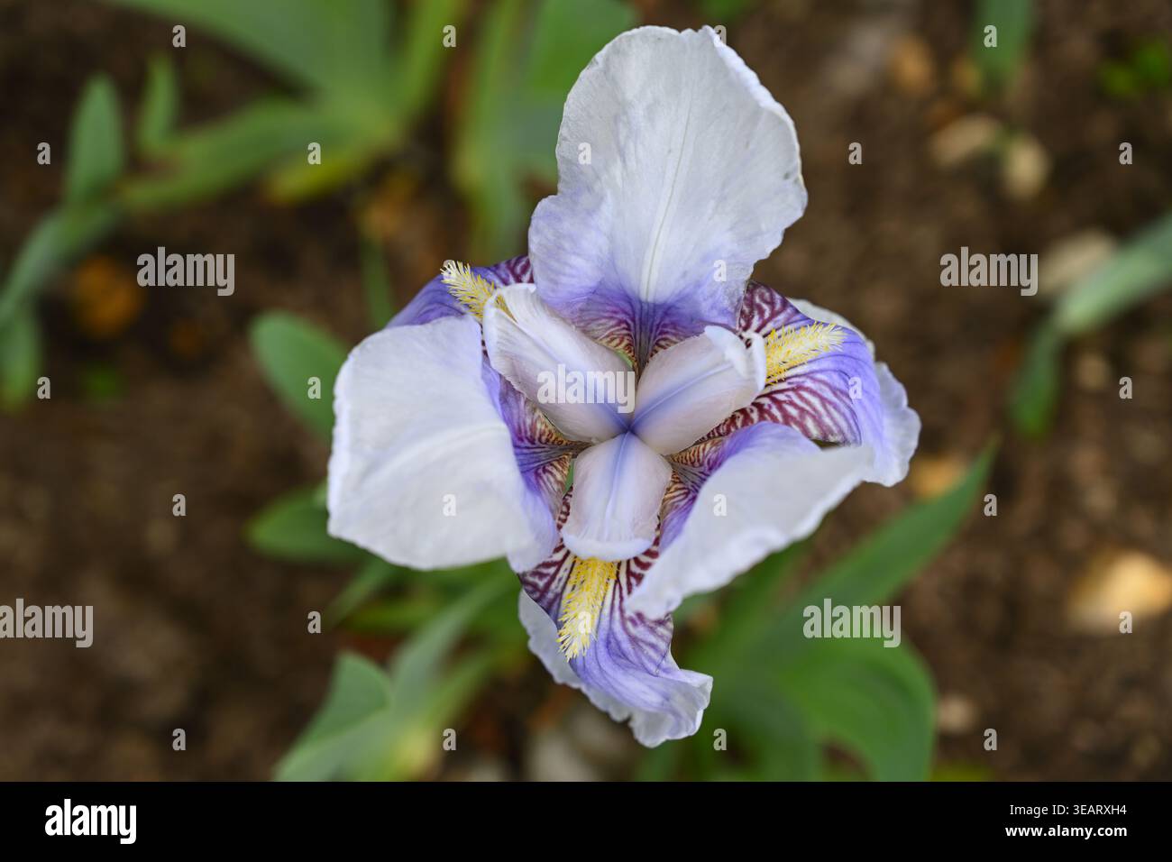 Delicati fiori primaverili viola pallido o malva di Germanica Iris "Florentina" barbuta nel giardino inglese di aprile Foto Stock