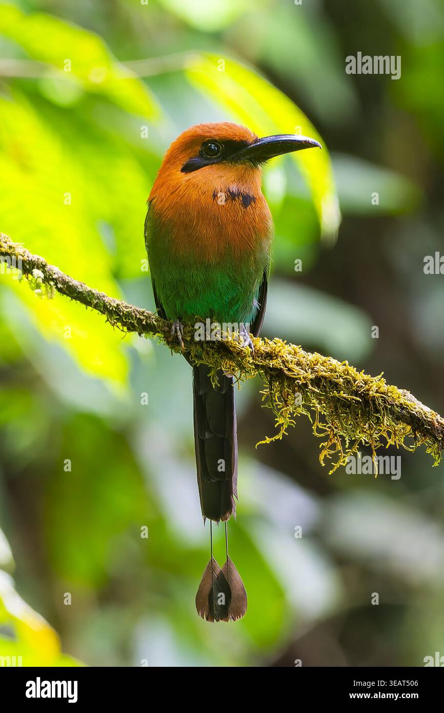 Motmot dal becco largo (Electron platyrhynchum) con la sua coda distintiva a forma di racchetta appollaiato su un ramo muschioso in una foresta pluviale, Colombia Foto Stock