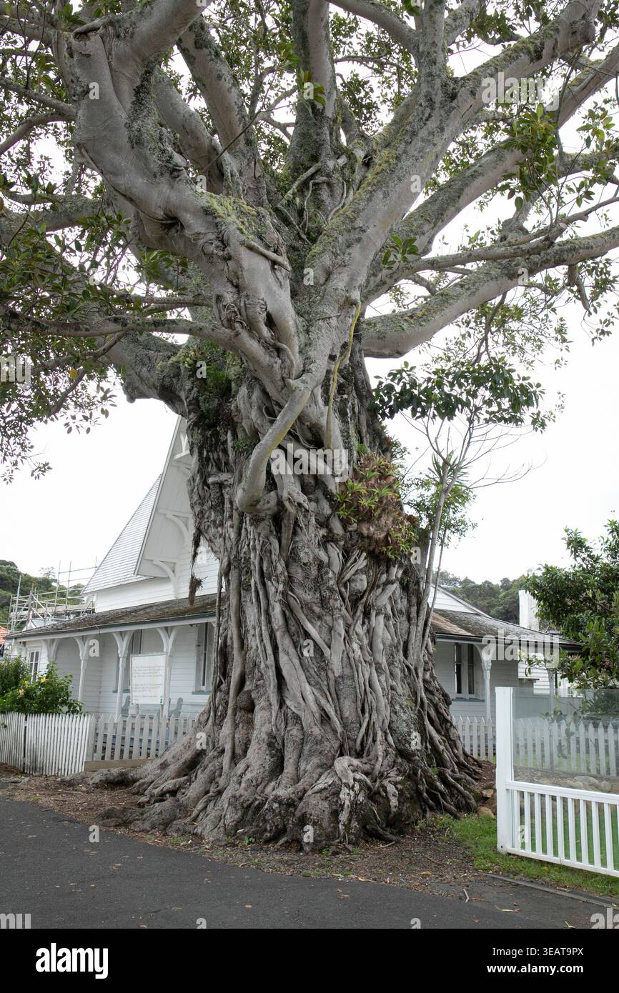 La storica ex dogana di Russell, dietro un enorme vecchio albero di fico di Morton Bay. Foto Stock