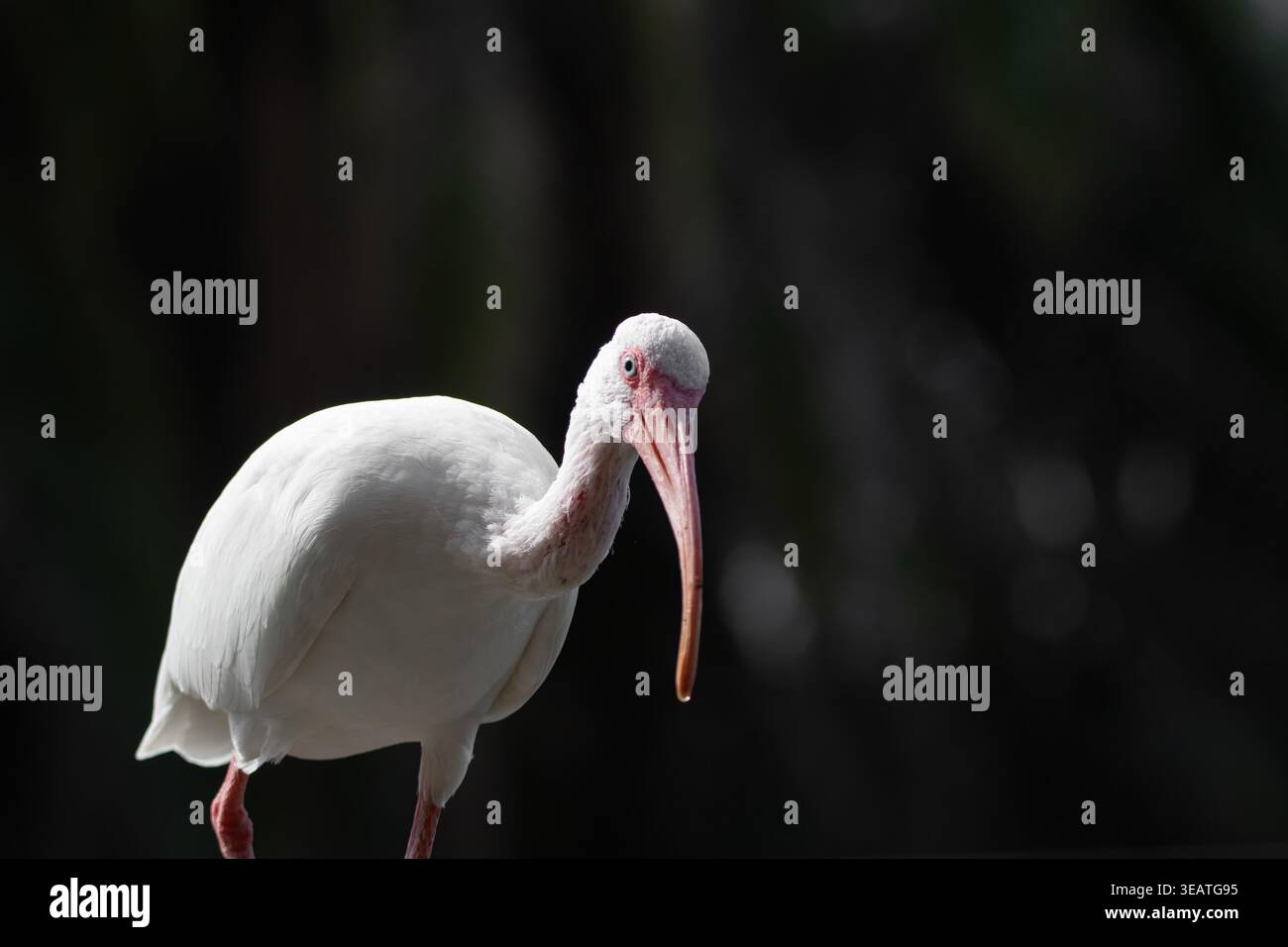 Un Ibis bianco (Eudocimus albus) catturato con un profilo nitido su uno sfondo scuro e fuori fuoco a Orlando, Florida, che mostra il suo caratteristico lungo, Foto Stock