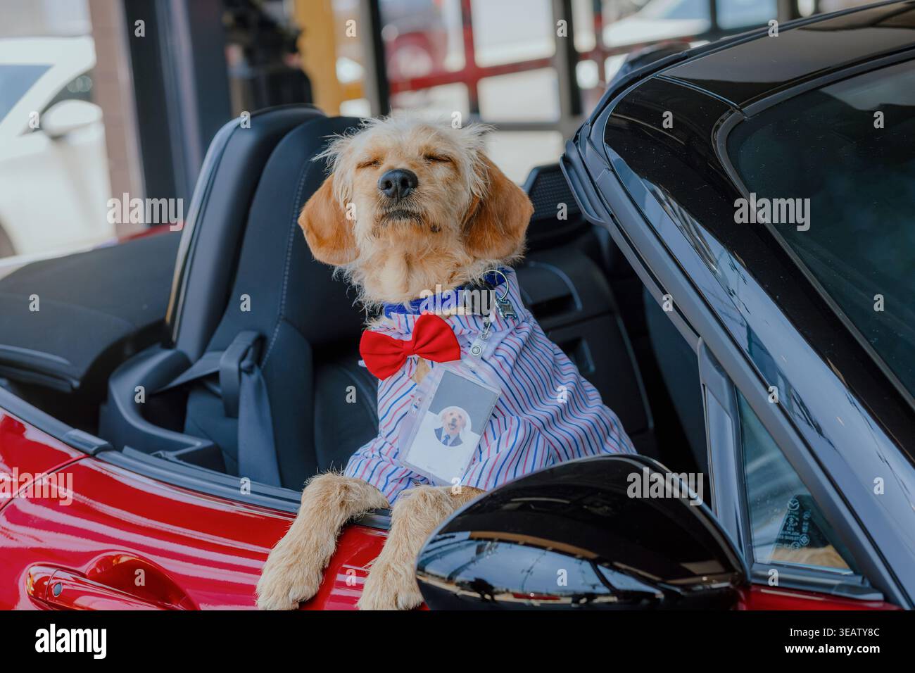 Un cane terrier che indossa una camicia e una cravatta gode della brezza con gli occhi chiusi seduti in una cabriolet rossa. Foto Stock