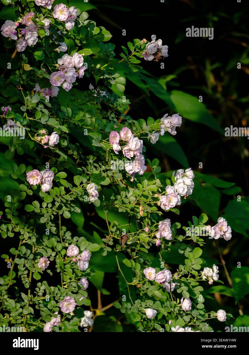 fiore rosa in piena fioritura illuminato dalla luce del sole del tramonto Foto Stock