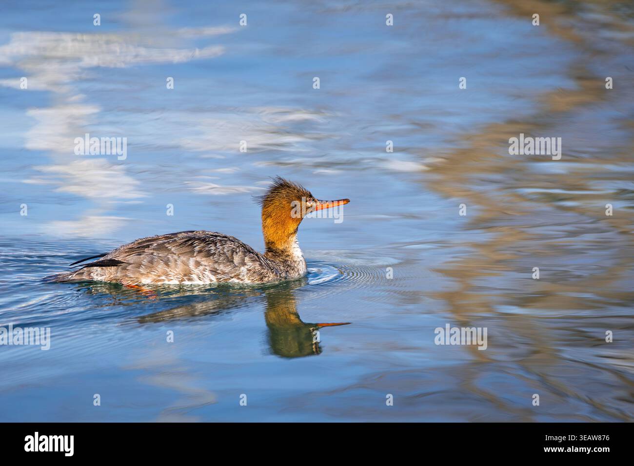 Un profilo dettagliato di una femmina di Merganser dal petto rosso (Mergus serrator) che naviga attraverso il lago Ontario. Foto Stock