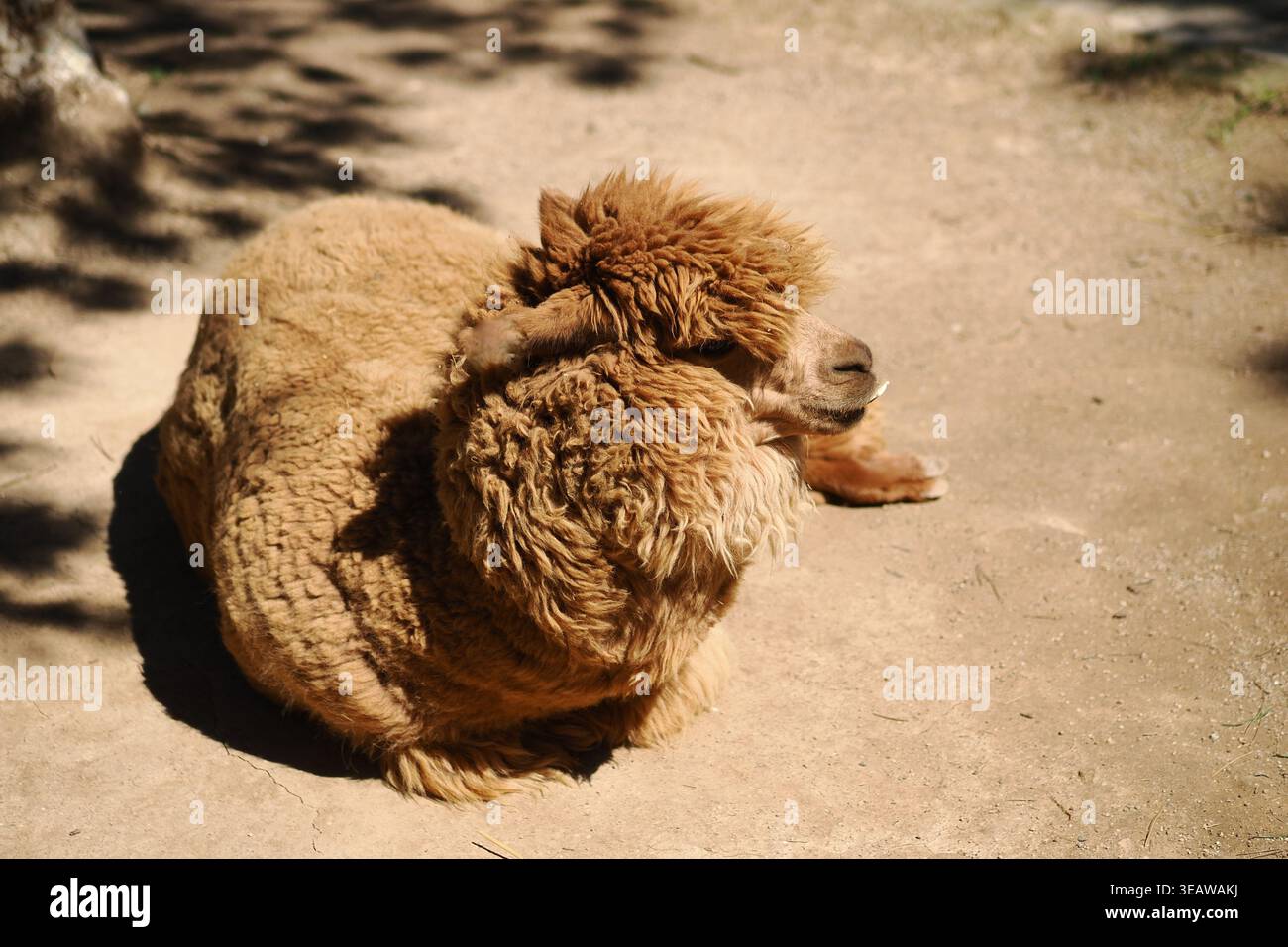 Animale bruno che riposa a terra sotto la luce del sole Foto Stock