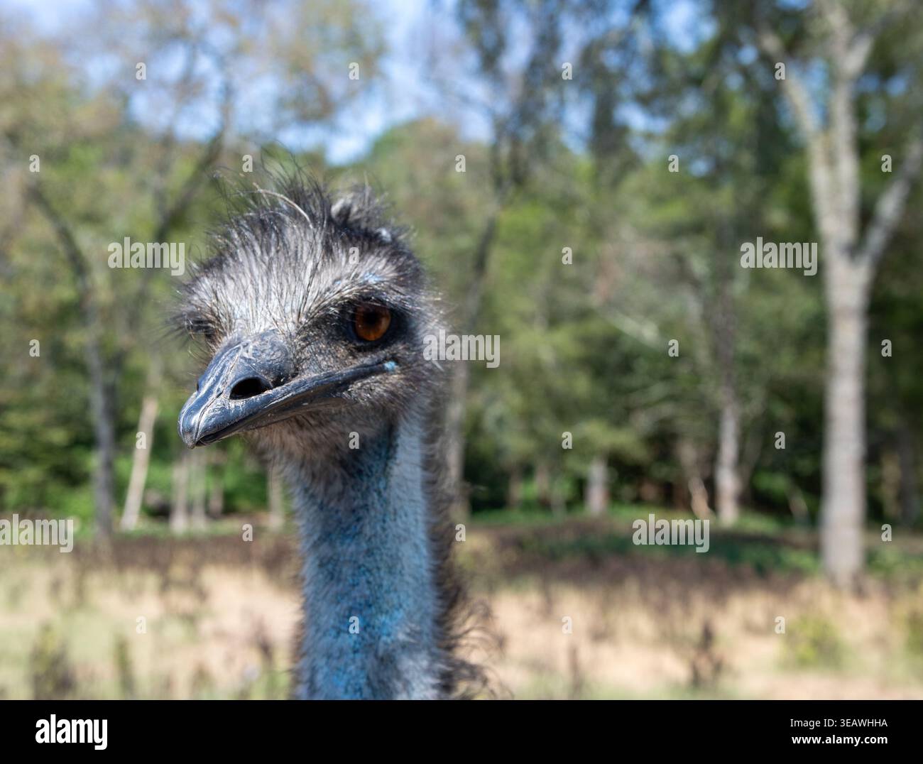 Emu all'Eureka Springs Safari Park. Foto Stock