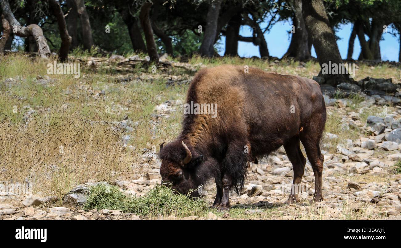 Bisonte che mangia fieno al Natural Bridge Wildlife Ranch di San Antonio, Texas. Foto Stock