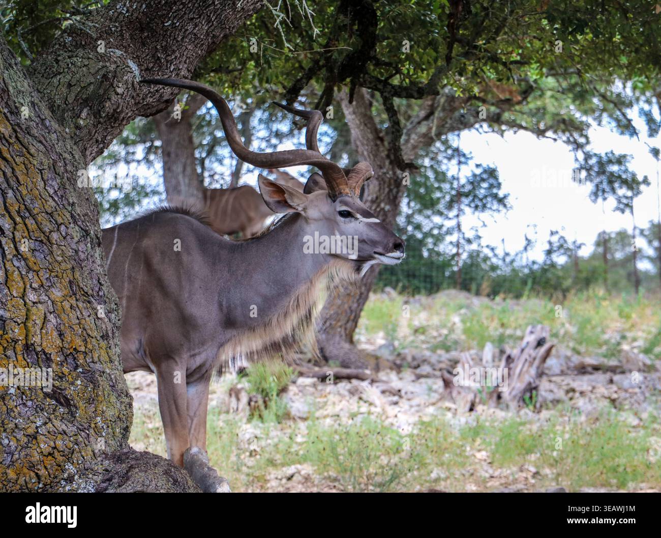 Splendida Kudu all'ombra di un albero al Natural Bridge Wildlife Ranch. Foto Stock