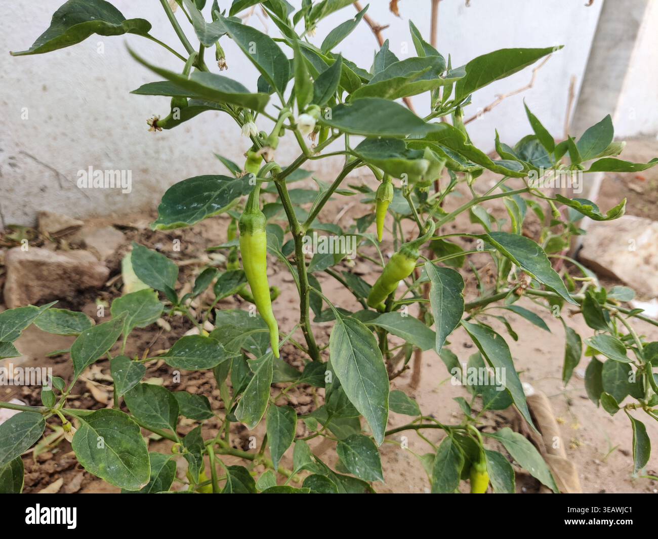 Pianta di peperoncino verde che cresce nel suolo – vista laterale con foglie fresche e stelo vista laterale di una pianta sana peperoncino verde (Capsicum annuum) alcuni peperoncino visibili - Immagine stock catturata con smartphone