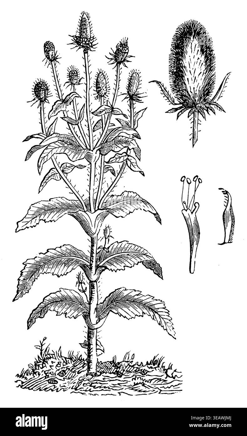 Dipsacus fullonum subsp. Sativus; Dipsacus sativus; Kardendistel; Raukarde; Tuchkarde; Weberdistel; Weberkarde; Wollkarde, Dipsacus sativus (libro agricolo, 1898), Weber-Karde, teasel indiano Foto Stock