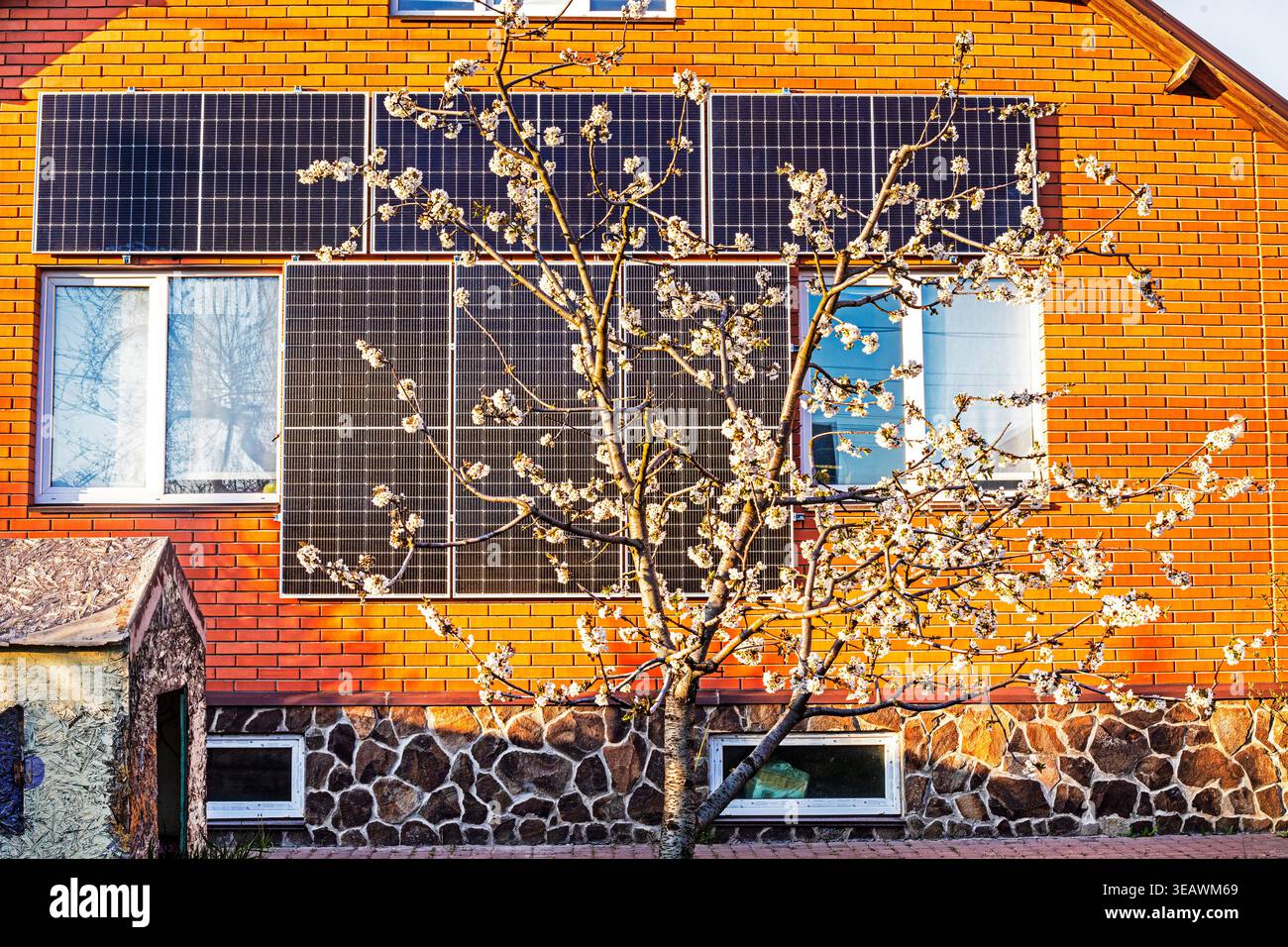 I primi alberi di ciliegio in fiore al sole sullo sfondo di una casa con pannelli solari Foto Stock