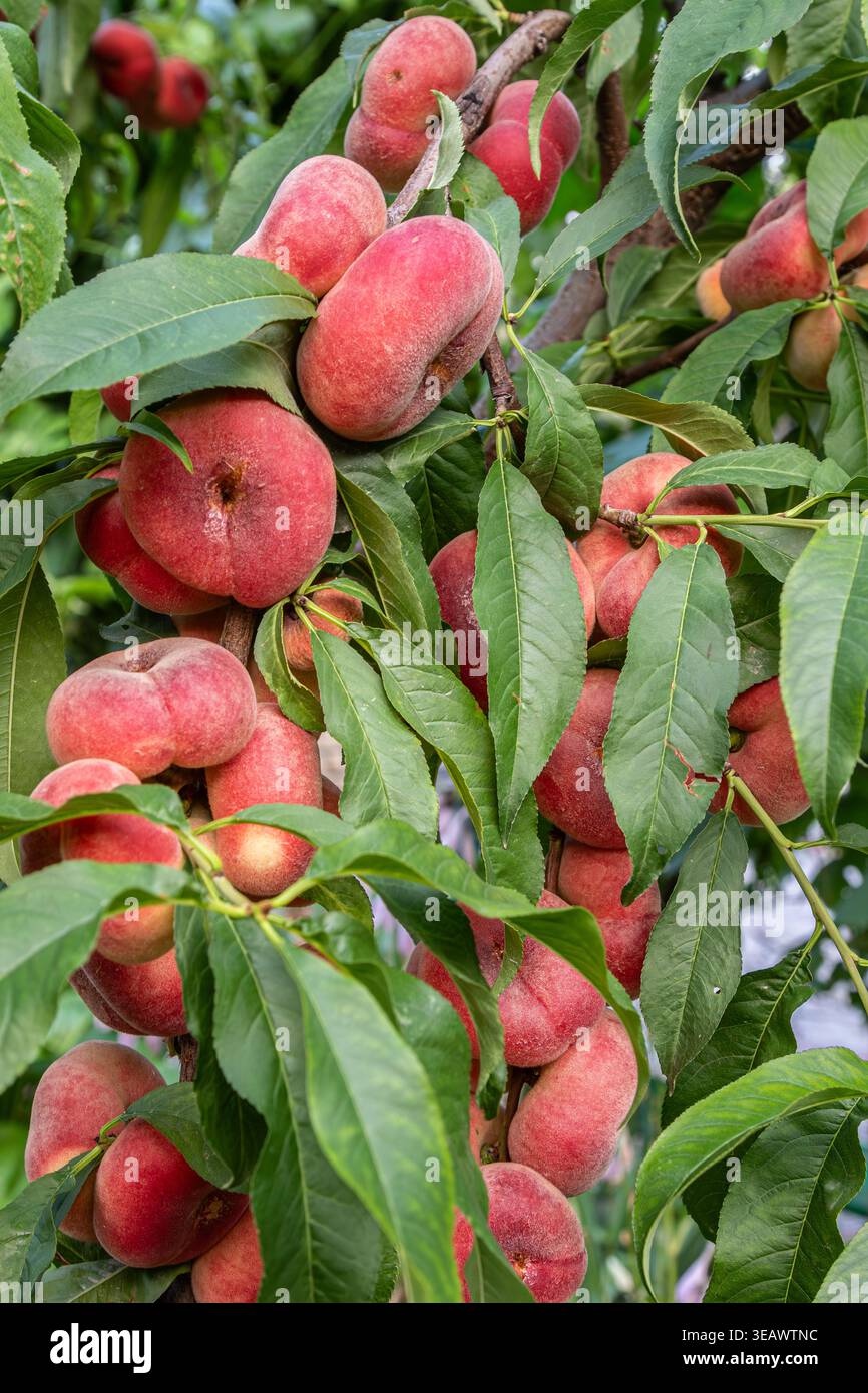 Le pesche mature di Saturno crescono abbondantemente sugli alberi mostrando la loro forma appiattita unica e la pelle rosa tenue sotto il caldo sole del frutteto di metà estate. Foto Stock