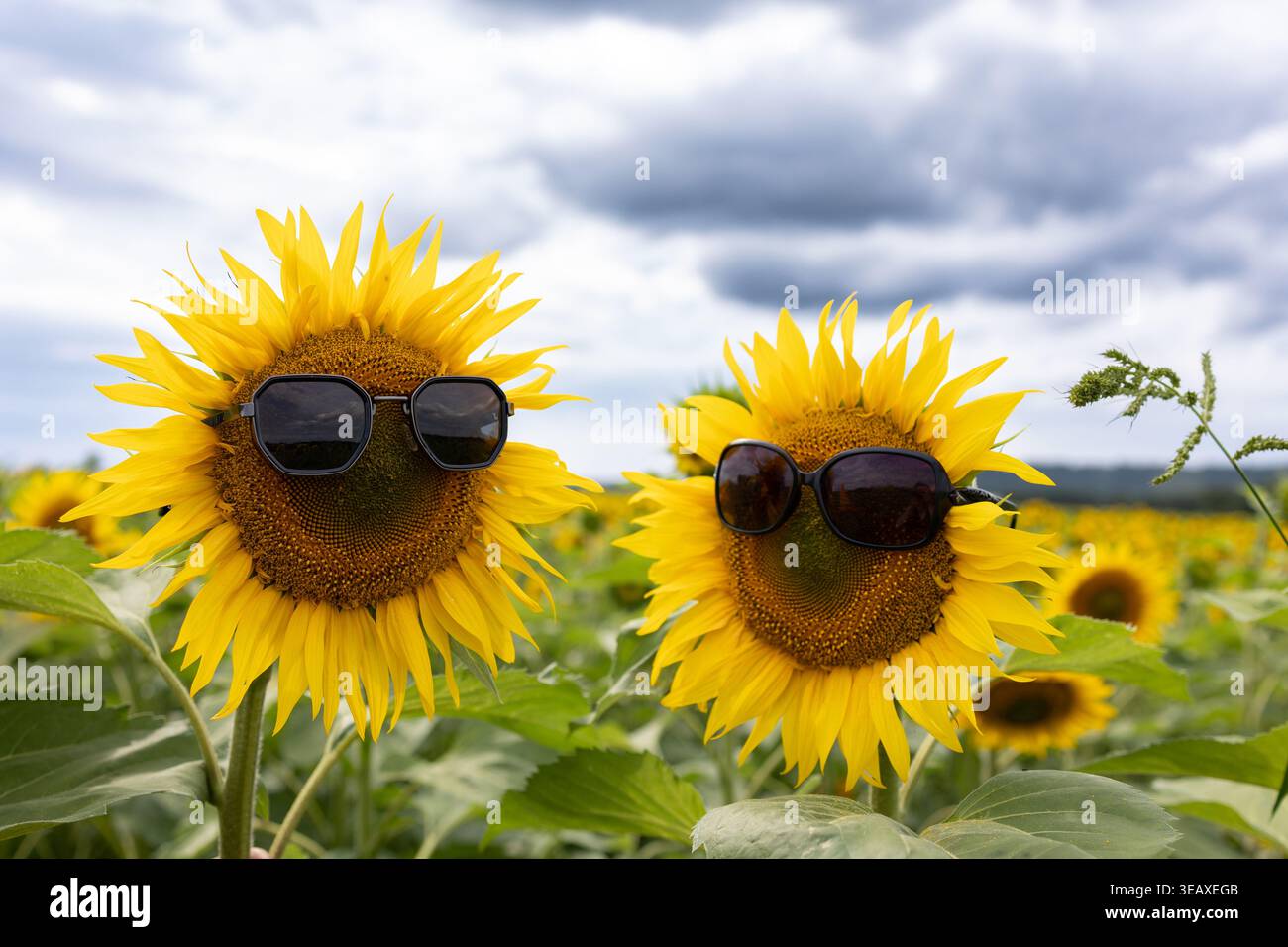 Due girasole con occhiali da sole sotto le nuvole, compagni floreali in posa come Duo estivo, Dramatic Overcast Sky, Expansive Field, lenti riflettenti che mostrano Orizzonte distante, Vibrant Foto Stock
