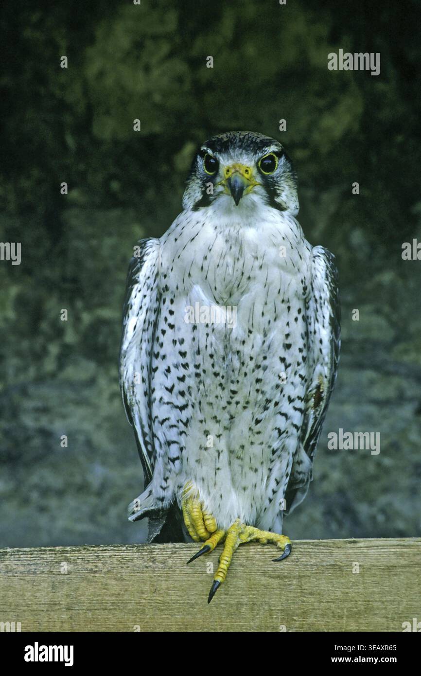 Falco Peregrine, Falco peregrinus, falco Perigrine Foto Stock