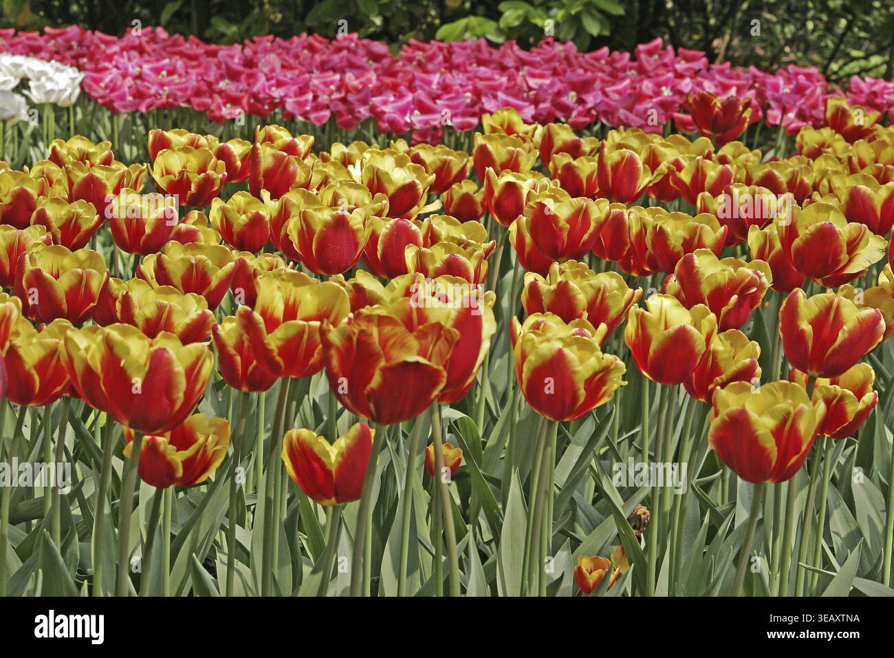 Tulipa 'Denmark', Triumph Tulip, Den Mark Foto Stock