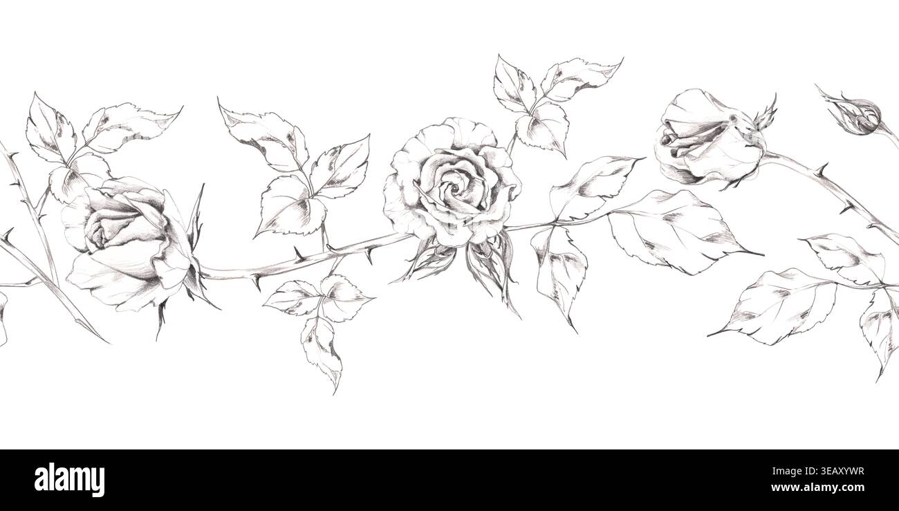 Rosa romantica, fiori di gardenia, gemme di camelia con foglie su steli spinosi. Delicato disegno a matita disegnato a mano. Elemento banner floreale per San Valentino Foto Stock