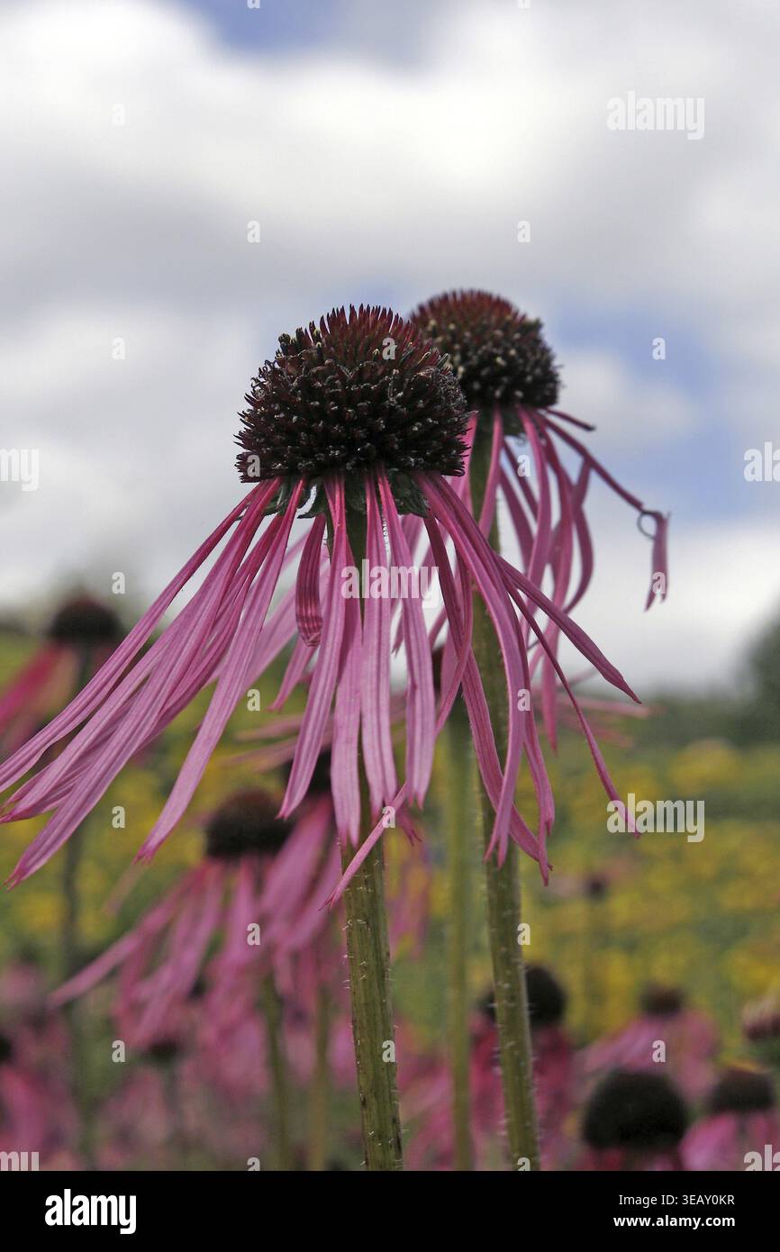 Echinacea pallida, coneflower, testa di riccio della prateria, coneflower viola pallido Foto Stock