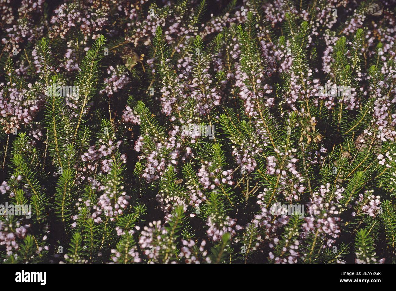 Erica Vagans Mrs. D. F. Maxwell' Cornwallheide Foto Stock