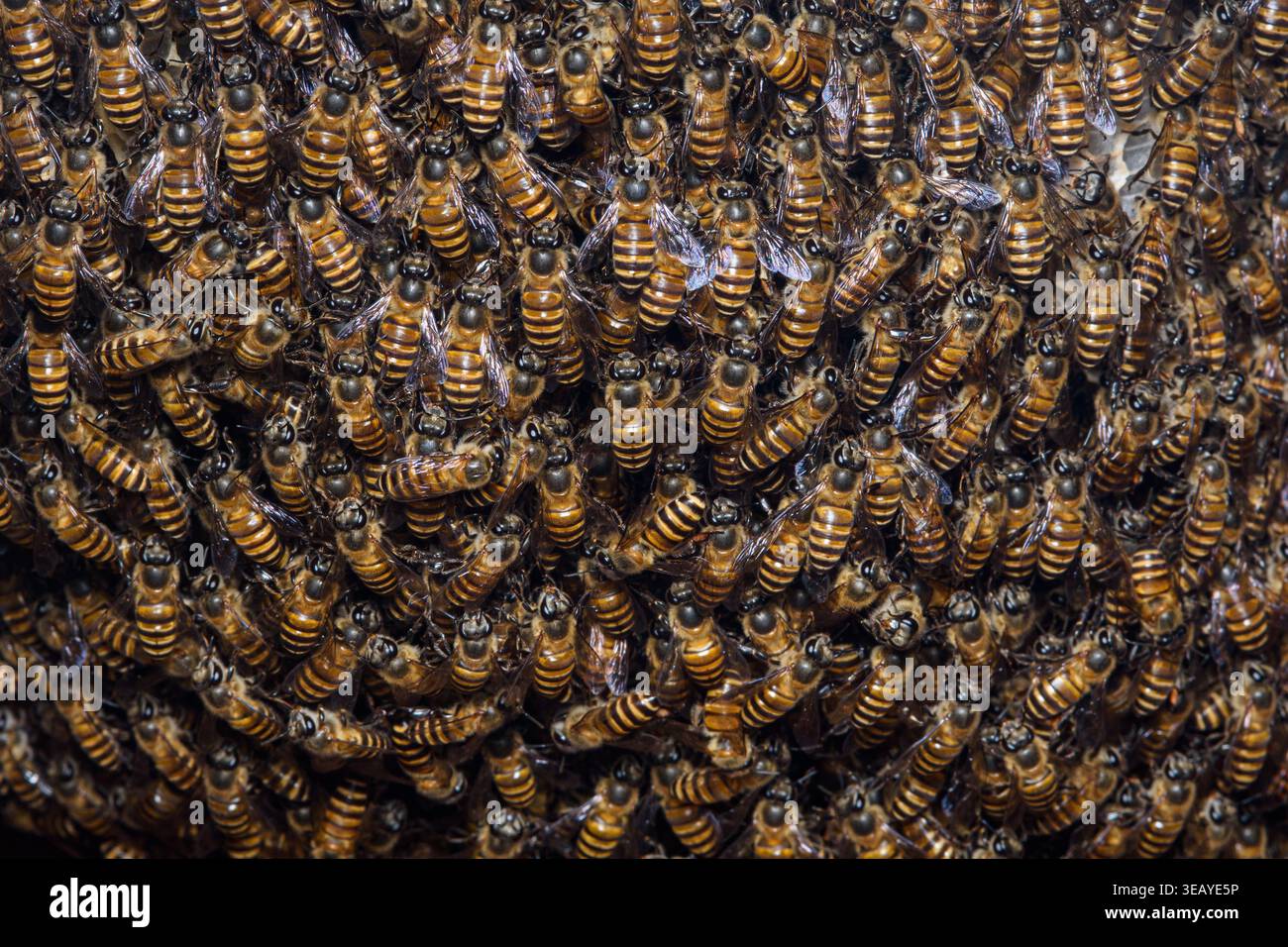 Api mellifere che ricoprono densamente una struttura naturale dell'alveare, formando una colonia vivace. Le api operaie si raggruppano attivamente. Fotografia in Thailandia, n Foto Stock