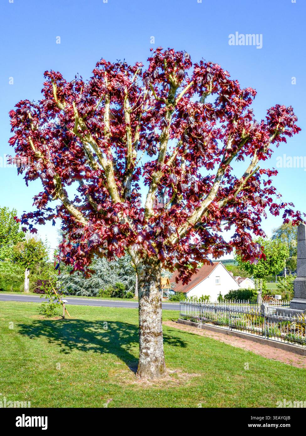 Norvegia Maple (Acer platanoides) "Crimson King" con foglie rosso-viola in primavera - Preuilly-sur-Claise, Indre-et-Loire (37), Francia. Foto Stock