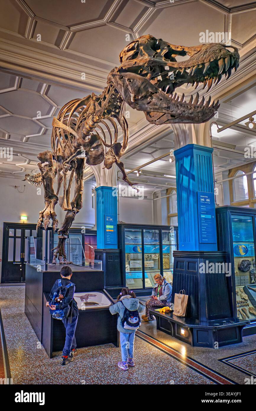 Ricostruzione dell'osso di dinosauro al Manchester Museum, Manchester in Inghilterra, Regno Unito. Il dinosauro è un Tyrannosaurus rex ed è spesso indicato come "Stan". Foto Stock
