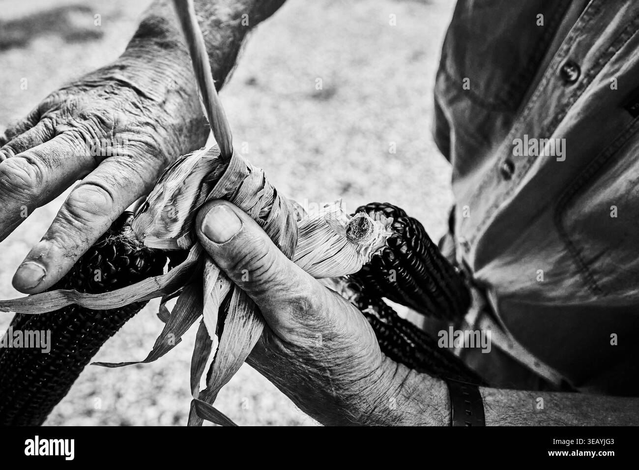 Agricoltore che lega le bucce di mais essiccate alle pannocchie di mais rosso in bianco e nero, mostrando le tecniche di raccolta tradizionali e la cultura rurale. Foto Stock