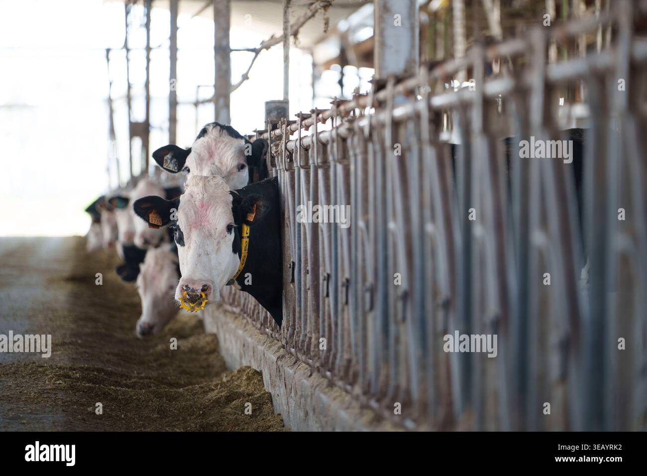 Vacche da latte bianche e nere Holstein che mangiano da mangiare dietro una recinzione metallica in un moderno ambiente industriale Foto Stock