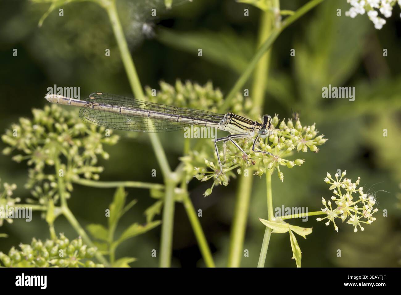 Platycnemis pennipes, Blue Feather Dragonfly, Common Feather Dragonfly - Platycnemis pennipes, White-Legged damselfly, Dragonfly dalla bassa Sassonia, GE Foto Stock