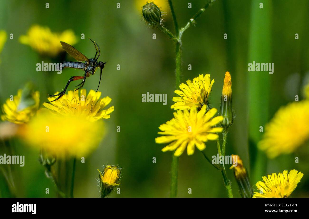 Strandja Mountians Bulgaria 24 aprile 2026: Insetti, api notevole declino attraverso l'uso rurale di pesticchi e agricoltura intensiva. Insetti impollinanti madre natura che lavora sodo per gli esseri umani Clifford Norton Alamy Live News Foto Stock