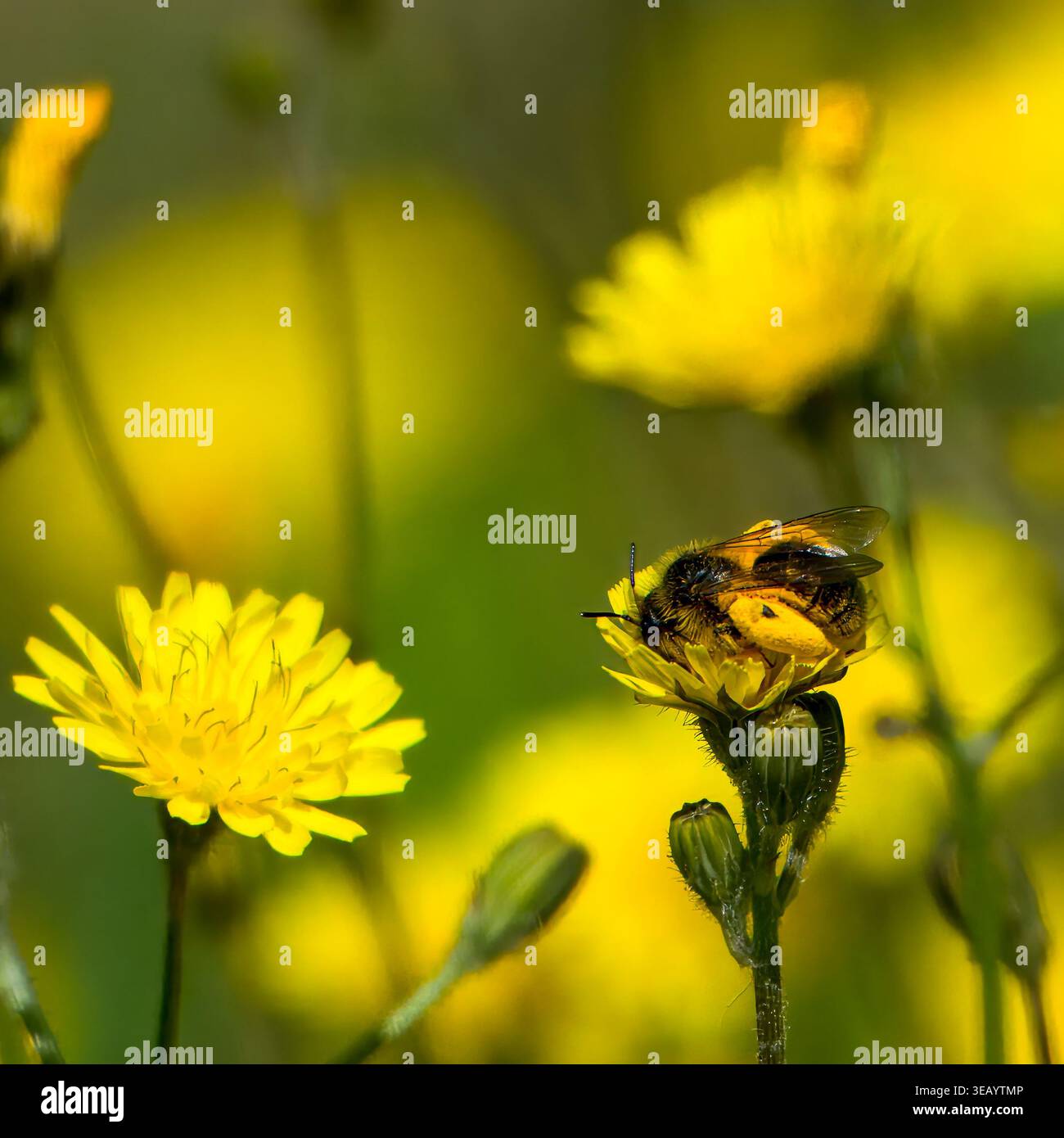 Strandja Mountians Bulgaria 24 aprile 2026: Insetti, api notevole declino attraverso l'uso rurale di pesticchi e agricoltura intensiva. Insetti impollinanti madre natura che lavora sodo per gli esseri umani Clifford Norton Alamy Live News Foto Stock