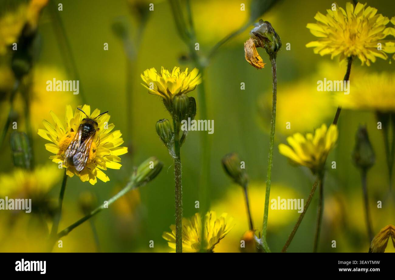 Strandja Mountians Bulgaria 24 aprile 2026: Insetti, api notevole declino attraverso l'uso rurale di pesticchi e agricoltura intensiva. Insetti impollinanti madre natura che lavora sodo per gli esseri umani Clifford Norton Alamy Live News Foto Stock