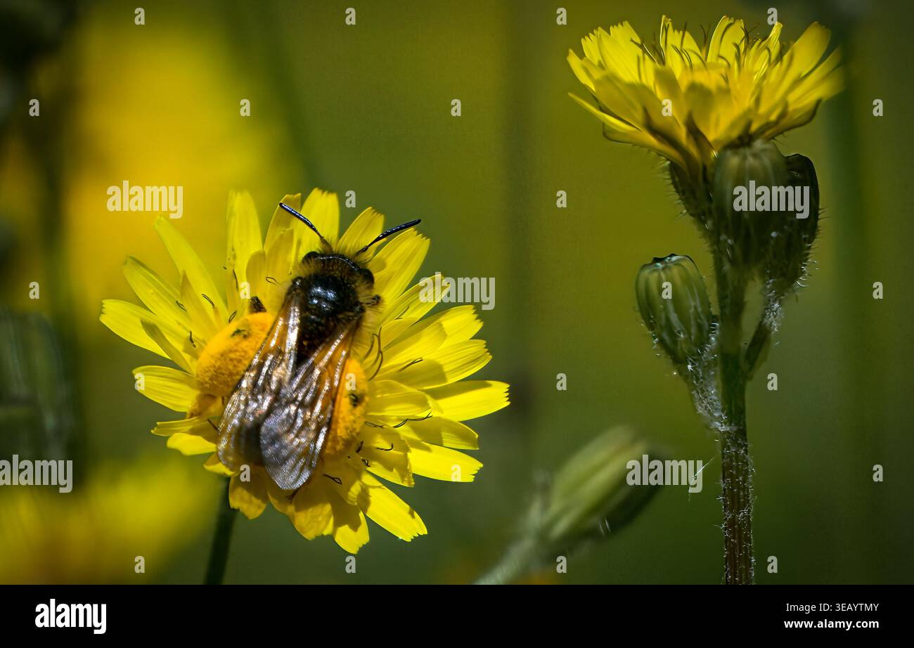 Strandja Mountians Bulgaria 24 aprile 2026: Insetti, api notevole declino attraverso l'uso rurale di pesticchi e agricoltura intensiva. Insetti impollinanti madre natura che lavora sodo per gli esseri umani Clifford Norton Alamy Live News Foto Stock