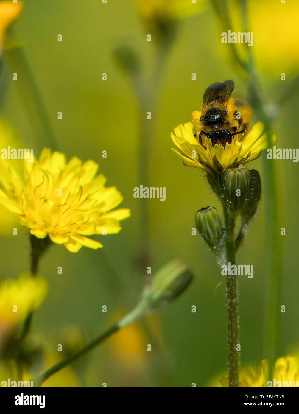 Strandja Mountians Bulgaria 24 aprile 2026: Insetti, api notevole declino attraverso l'uso rurale di pesticchi e agricoltura intensiva. Insetti impollinanti madre natura che lavora sodo per gli esseri umani Clifford Norton Alamy Live News Foto Stock
