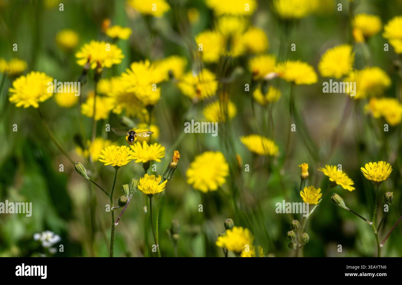 Strandja Mountians Bulgaria 24 aprile 2026: Insetti, api notevole declino attraverso l'uso rurale di pesticchi e agricoltura intensiva. Insetti impollinanti madre natura che lavora sodo per gli esseri umani Clifford Norton Alamy Live News Foto Stock