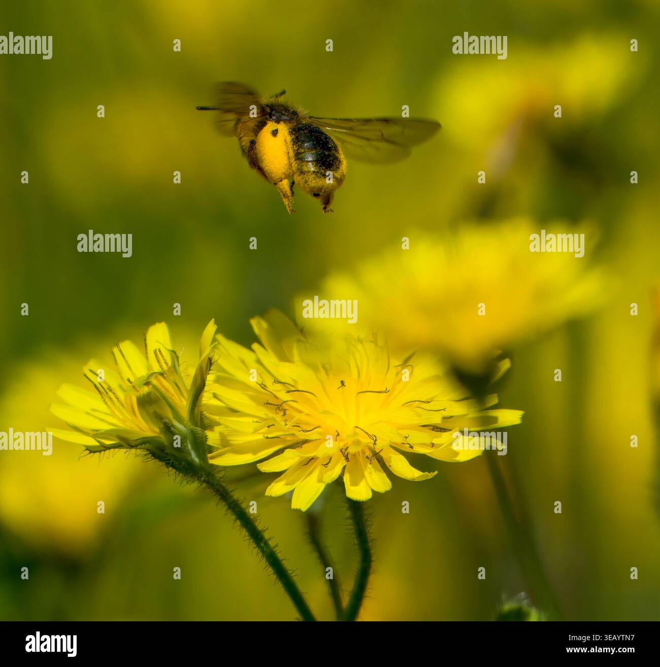 Strandja Mountians Bulgaria 24 aprile 2026: Insetti, api notevole declino attraverso l'uso rurale di pesticchi e agricoltura intensiva. Insetti impollinanti madre natura che lavora sodo per gli esseri umani Clifford Norton Alamy Live News Foto Stock