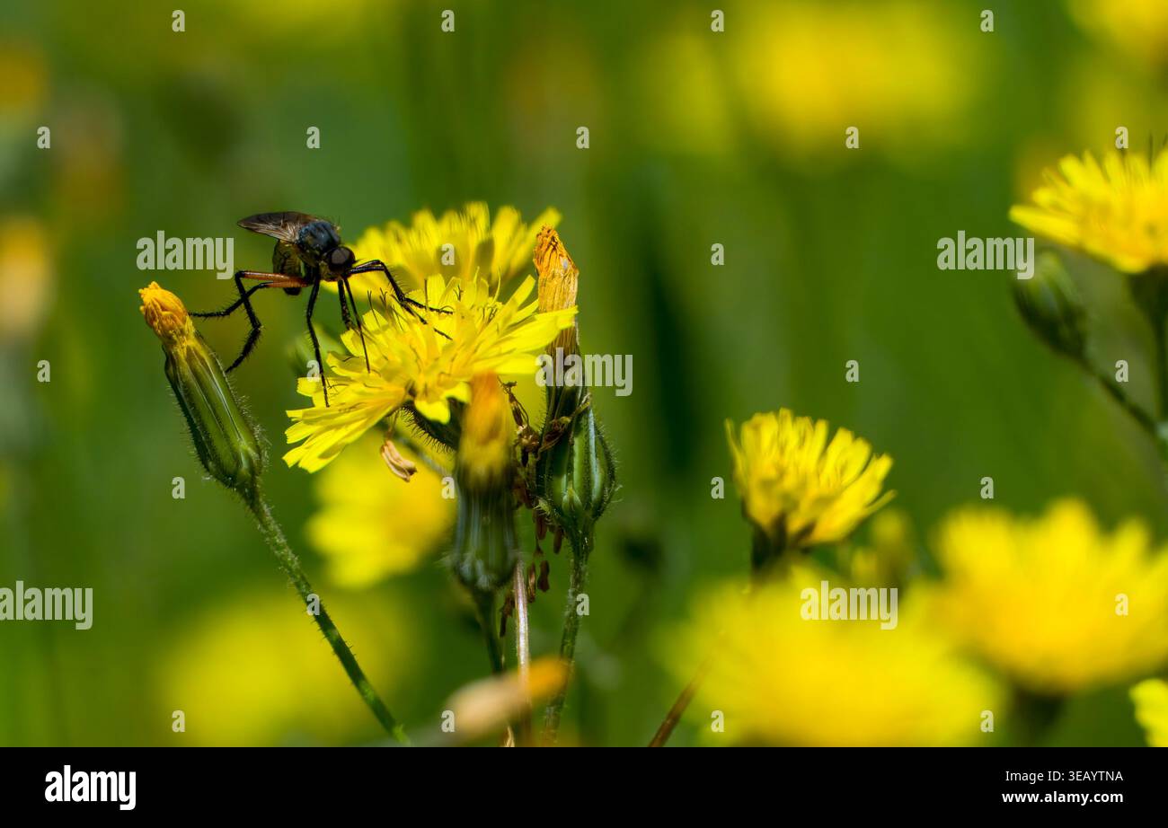Strandja Mountians Bulgaria 24 aprile 2026: Insetti, api notevole declino attraverso l'uso rurale di pesticchi e agricoltura intensiva. Insetti impollinanti madre natura che lavora sodo per gli esseri umani Clifford Norton Alamy Live News Foto Stock