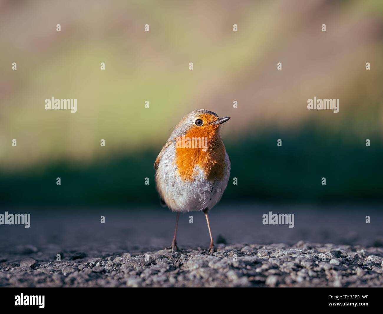 Un robin europeo in piedi su una strada di cemento in un giorno di primavera di sole Foto Stock