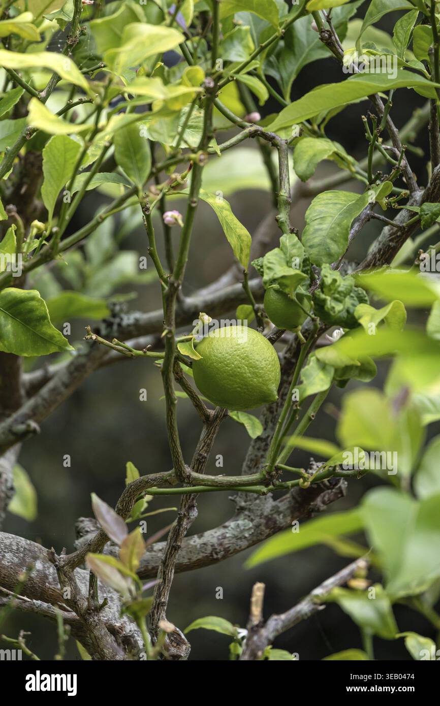 Gruene Limette, Citrus aurantiifolia, Zitrone, Die an einem Buschzweig haengt Foto Stock