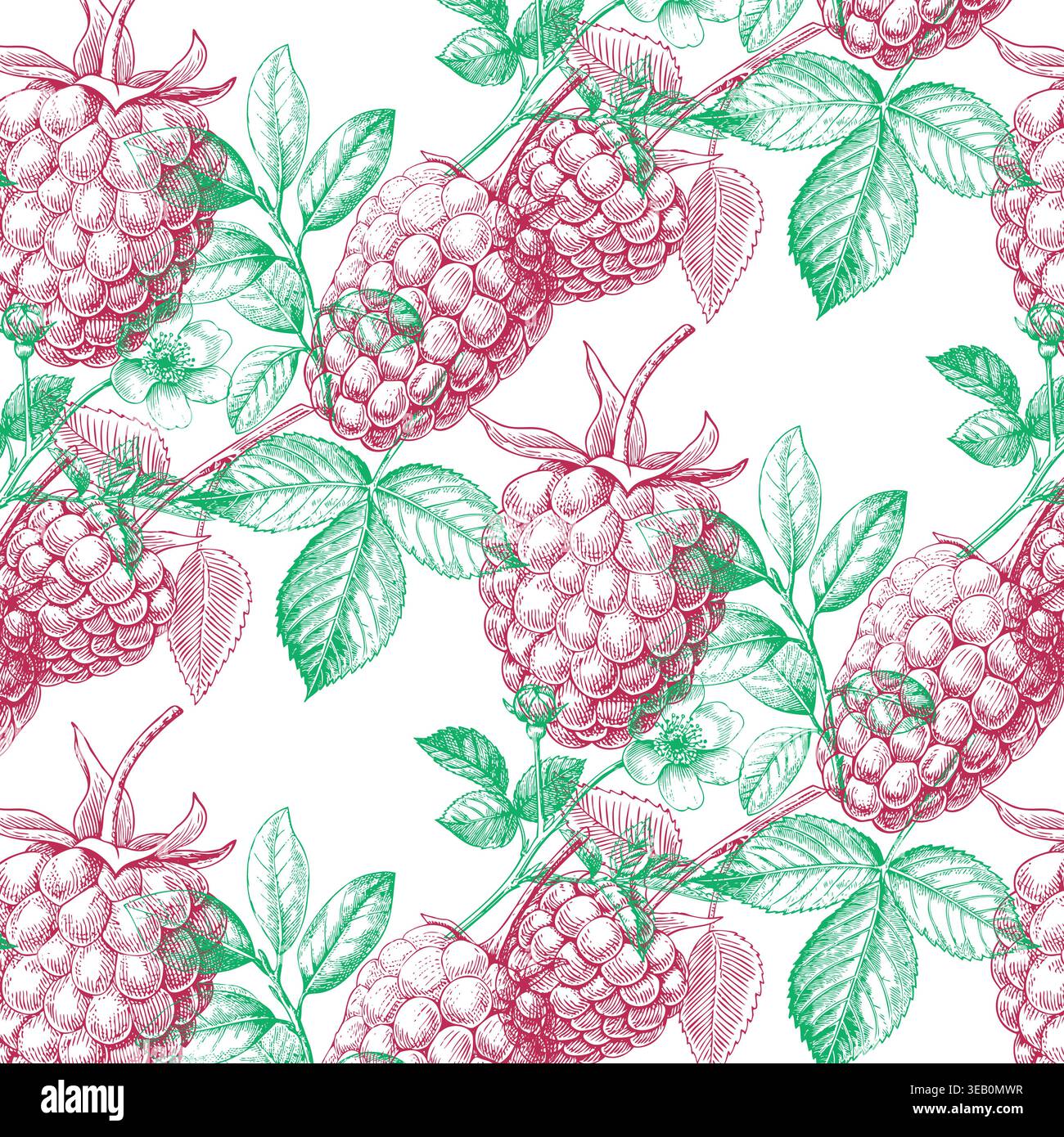 Illustrazione disegnata a mano di piante di lamponi con frutti di bosco maturi e foglie verdi disposte senza cuciture su sfondo bianco Illustrazione Vettoriale