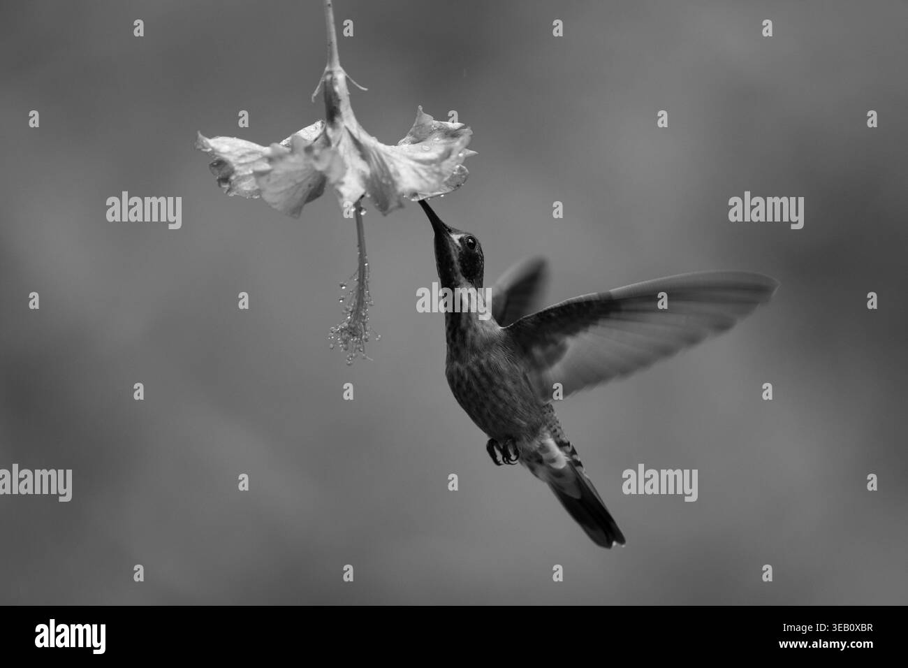 Il viola mono bruno si alza bevendo dal fiore Foto Stock