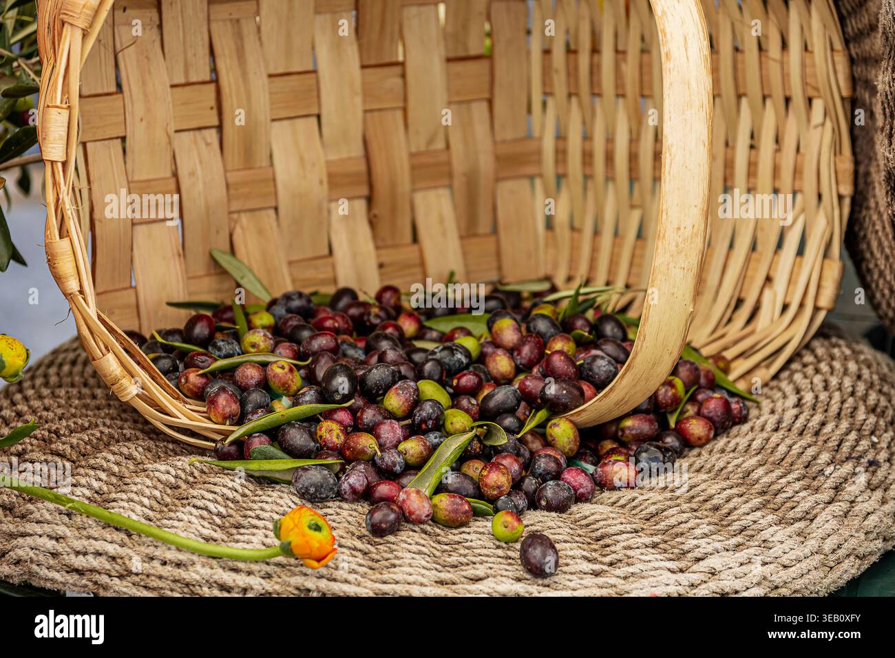 Olive della Riviera Ligure in mostra in un cesto di vimini Foto Stock